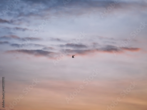 Taylor flying over the morning horizon. © Sun Yuchen