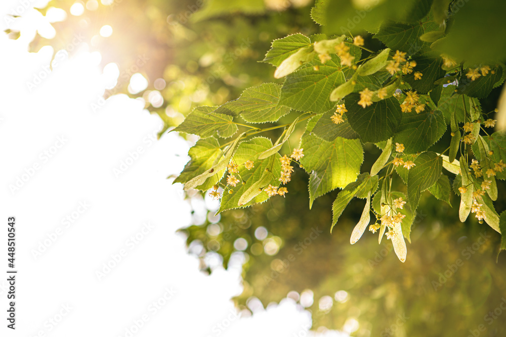 Linden tree flowers (tilia cordata, europea, small-leaved lime, littleleaf linden bloom) Pharmacy, apothecary, natural medicine, healing herbal tea, aromatherapy. Spring background, white copy space Linden tree flowers (tilia cordata, europea, small-leaved lime, littleleaf linden bloom) Pharmacy, apothecary, natural medicine, healing herbal tea, aromatherapy. Spring background, white copy space