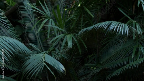 Exotic jungle rainforest tropical atmosphere. Fern  palms and fresh juicy frond leaves  amazon dense overgrown deep forest. Dark natural greenery lush foliage. Evergreen ecosystem. Paradise aesthetic.