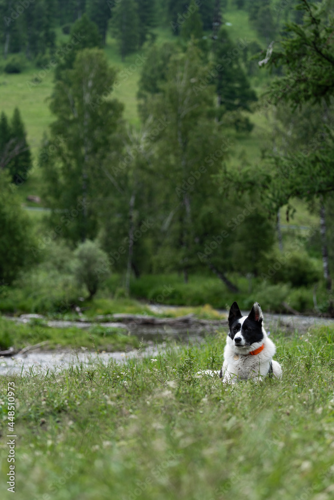 Hunting dog in the forest. West Siberian Laika lies against the background of a forest and a mountain stream