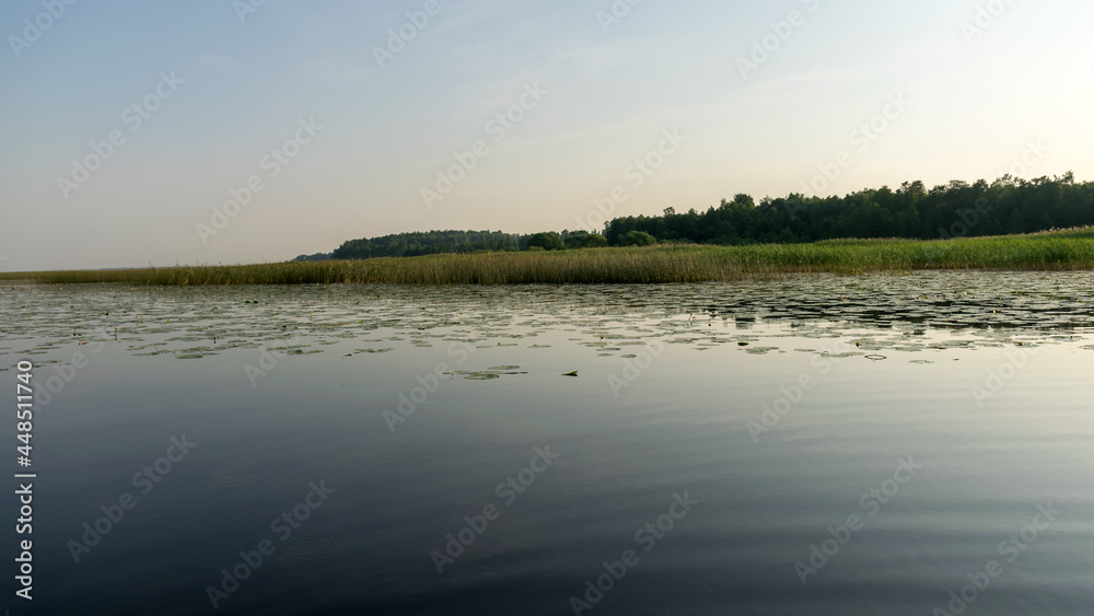 landscape on the lake, water lilies and reeds, reflections in the water