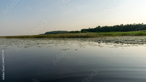 landscape on the lake  water lilies and reeds  reflections in the water