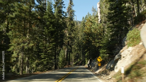 Driving auto in sequoia forest, perspective view from car. Large redwood coniferous trees and roadway near Kings Canyon. Road trip in national park of Northern California, USA. Hitchhiking traveling.
