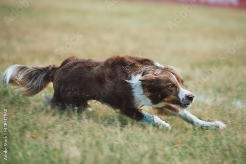 Border Collie biegnie po trawie