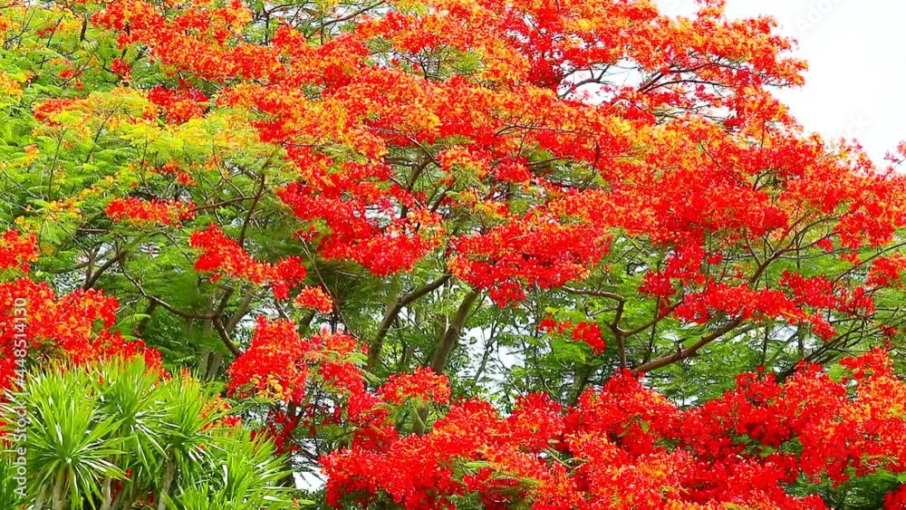 red flame tree full bloom on top of park in the summer red flame tree full bloom on top of park in the summer