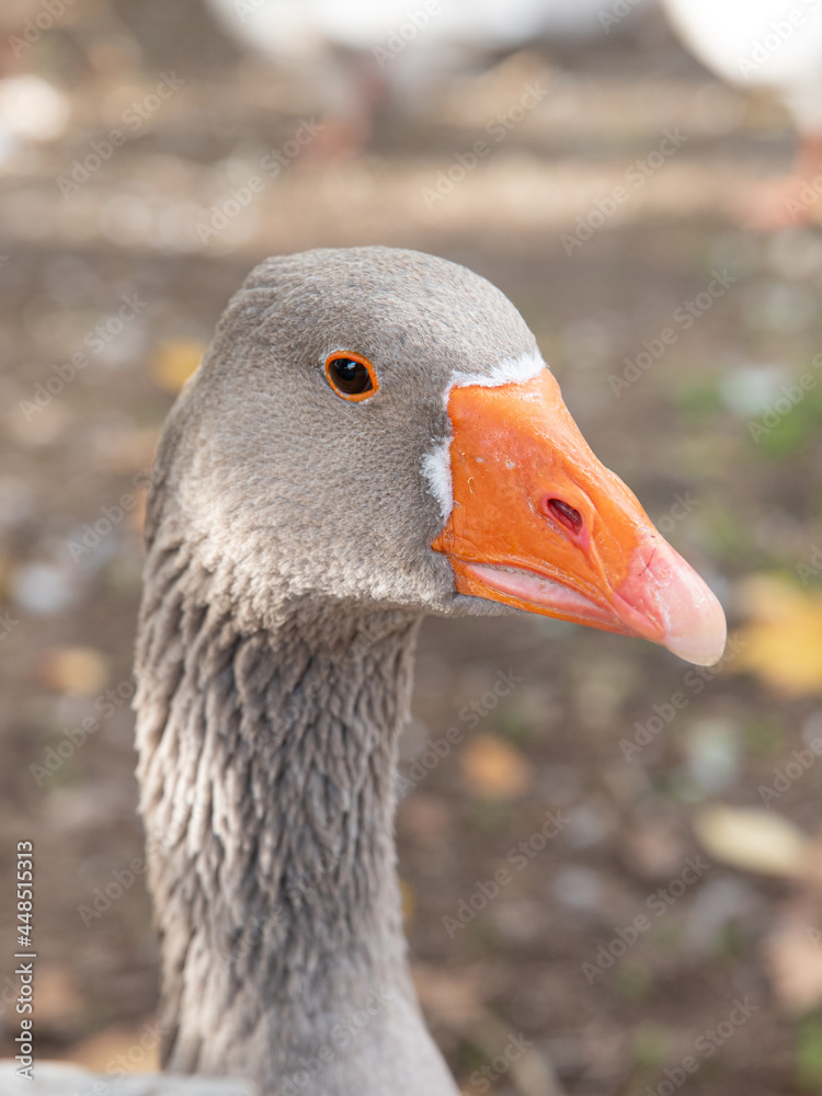 Portrait of domestic grey goose, Anser cygnoides domesticus, on farm Portrait of domestic grey goose, Anser cygnoides domesticus, on farm