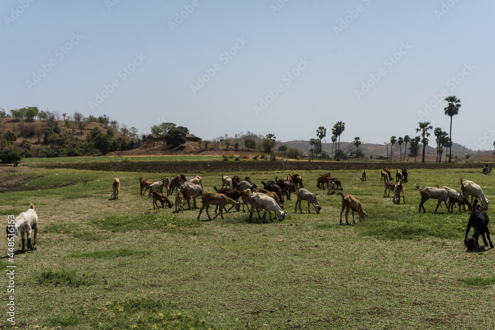 grazing goats and palm trees at Vishal khadi, Rajpipla grazing goats and palm trees at Vishal khadi, Rajpipla