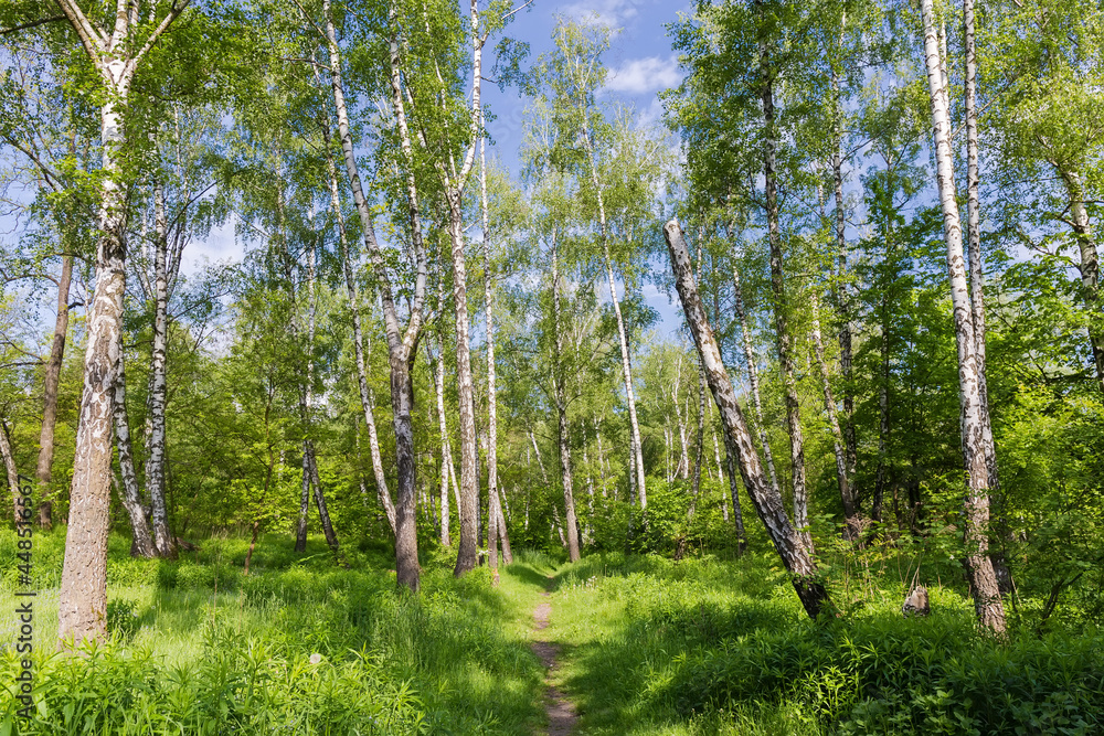 Obraz premium Footpath in the spring birch forest