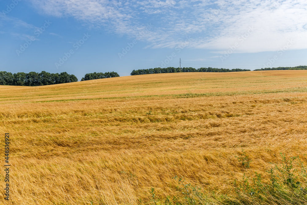 Field of ripening barley against forest belt and sky