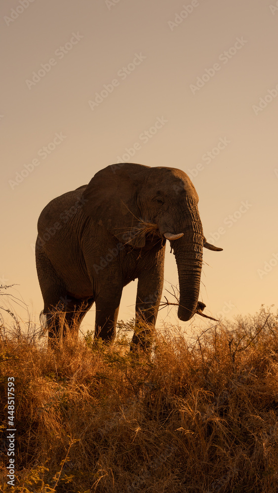 African bull elephant in the wild