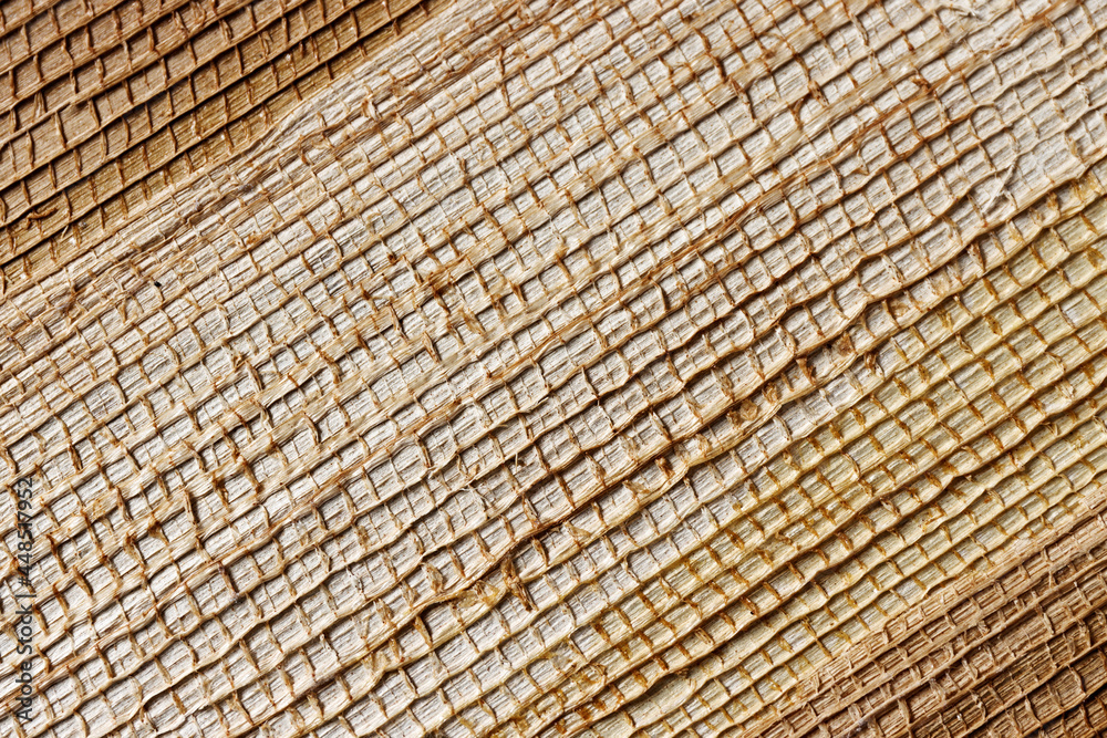 Fototapeta premium Natural plant rough background texture close-up view. Copy space.