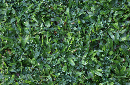 Nature background - Top view of varient green grass