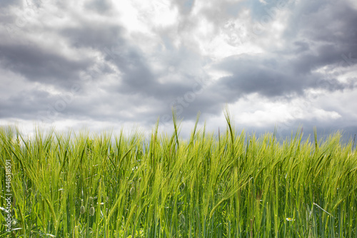 Green wheat field with cloudy sky