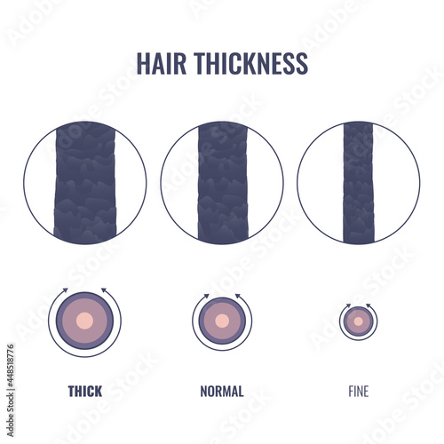 Hair thickness types classification set. Fine, normal, thick strand width. Anatomical structure linear scheme. Outline vector illustration.
