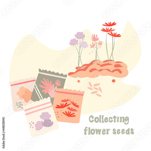 Flower garden harvesting seeds in fall vector flat illustration. Collecting flower seeds. Storage and packaging of plant seeds. Blooming flower beds. Gardening, plant care. 