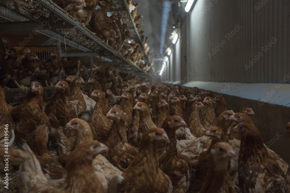 farm chickens in hen house and loose in the field
farm chickens in hen house and loose in the field