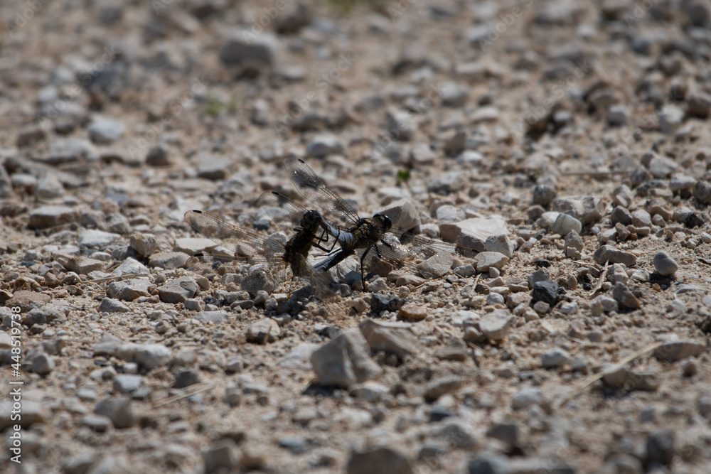 L'accouplement des libellules 2 L'accouplement des libellules 2