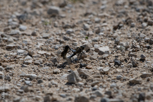 L accouplement des libellules 2