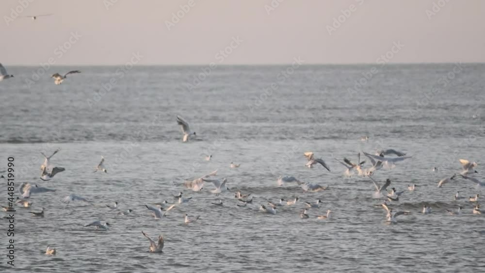 Flock of seagulls diving at feeding on shoal of fish slow motion Flock of seagulls diving at feeding on shoal of fish slow motion