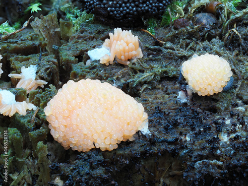 Fischeierpilz (Tubifera ferruginosa) photo