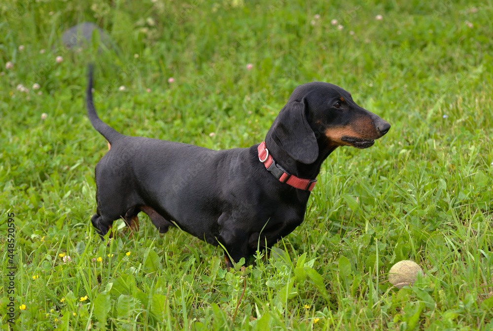 Black and tan dachshund is playing ball in meadow on sunny day Black and tan dachshund is playing ball in meadow on sunny day