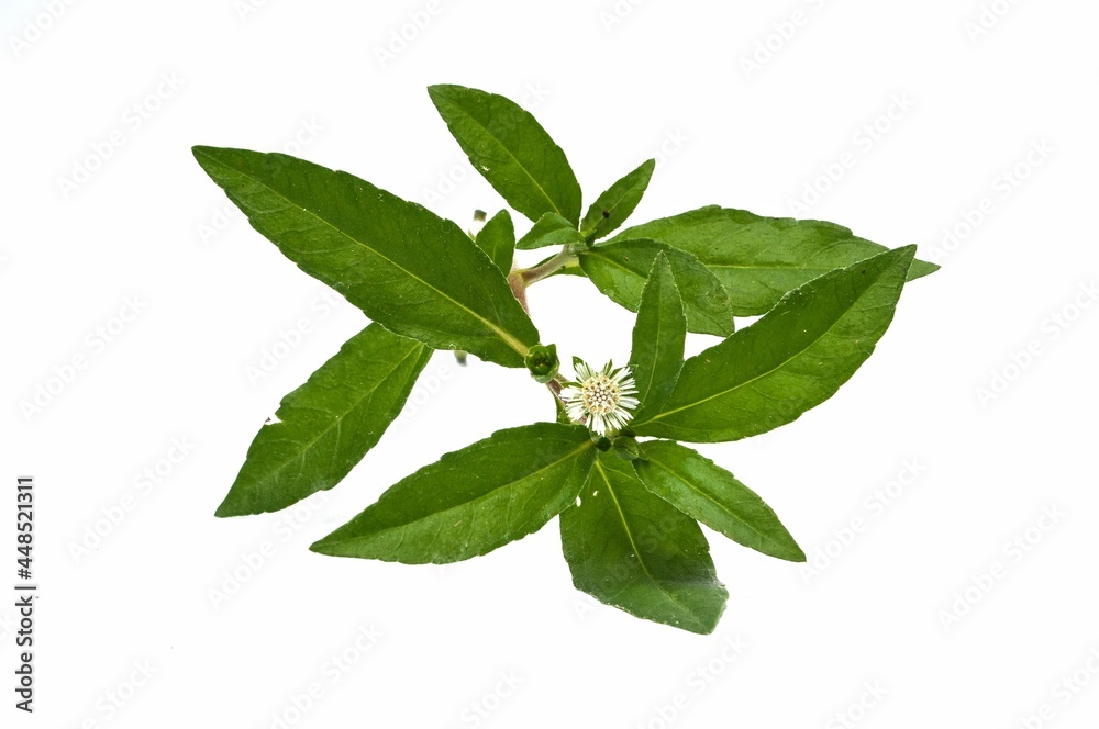 Eclipta Alba, Eclipta Prostrata or Bhringraj, also known as False Daisy isolated on white background, herbal medicinal plant effective in Ayurvedic medicine. Eclipta Alba, Eclipta Prostrata or Bhringraj, also known as False Daisy isolated on white background, herbal medicinal plant effective in Ayurvedic medicine.