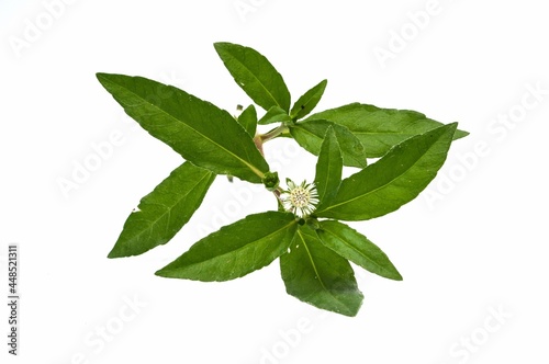 Eclipta Alba  Eclipta Prostrata or Bhringraj  also known as False Daisy isolated on white background  herbal medicinal plant effective in Ayurvedic medicine.