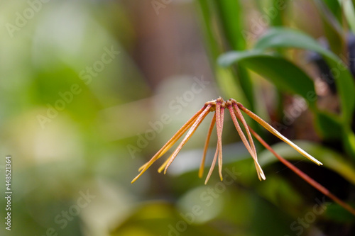 yellow orchid flower