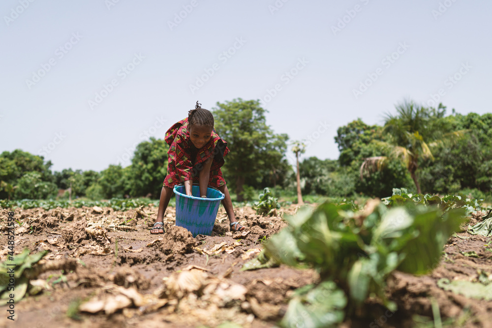 Little black african girl filling her hands with water out of a bucket to manually wetten some suffering cabbage plants