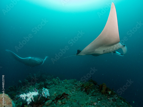 Two Manta ray swimming in cleaning station on Hard coral reef. © Summer Paradive