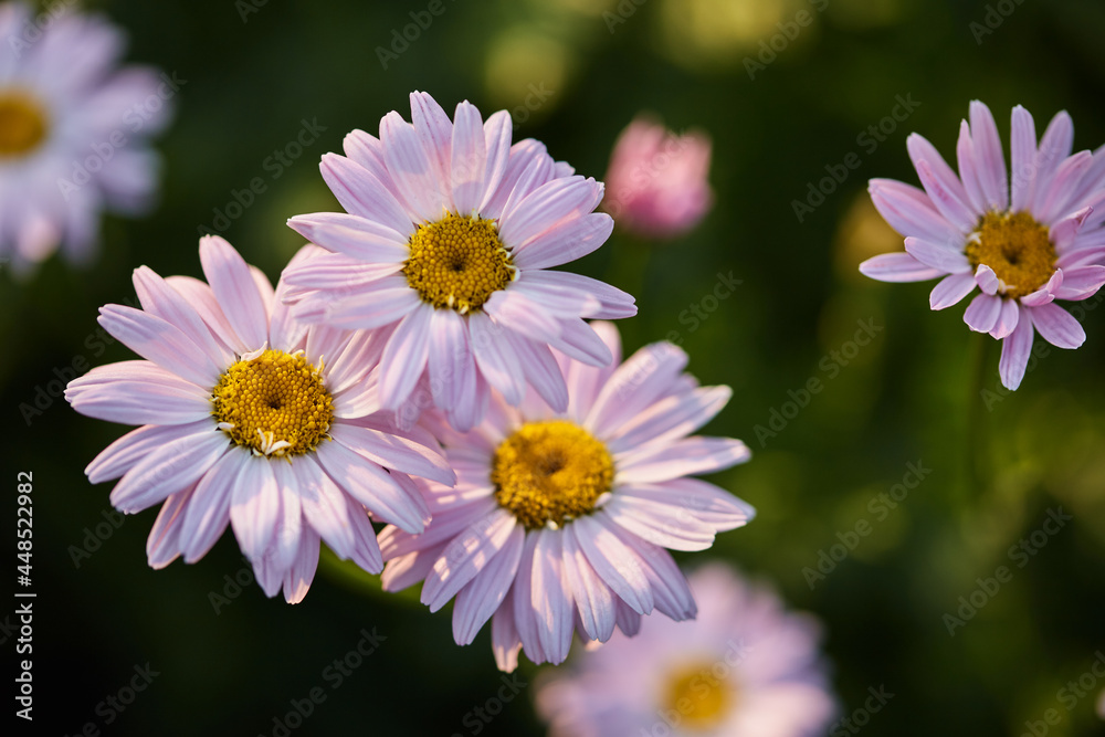 beautiful flowers of daisies close-up. pink flowers macro photography on a green background. selective focus, setting sun beautiful flowers of daisies close-up. pink flowers macro photography on a green background. selective focus, setting sun