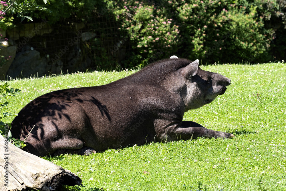 South American Tapir, Tapirus Terrestris, lying on the lawn and watches the surroundings South American Tapir, Tapirus Terrestris, lying on the lawn and watches the surroundings