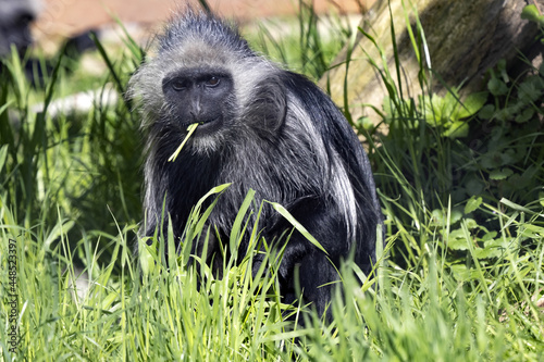 The female King Colobus, Colobus polykomos, sits on the ground and feeds on the grass photo