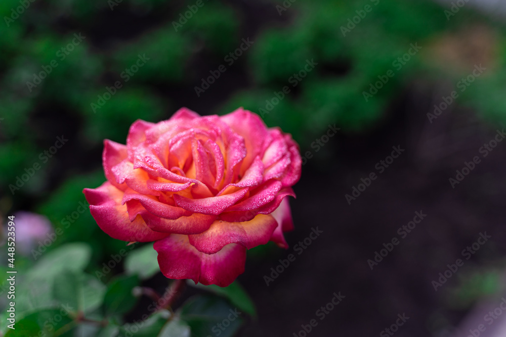 Pink rose in the natural environment on a flowerbed Pink rose in the natural environment on a flowerbed