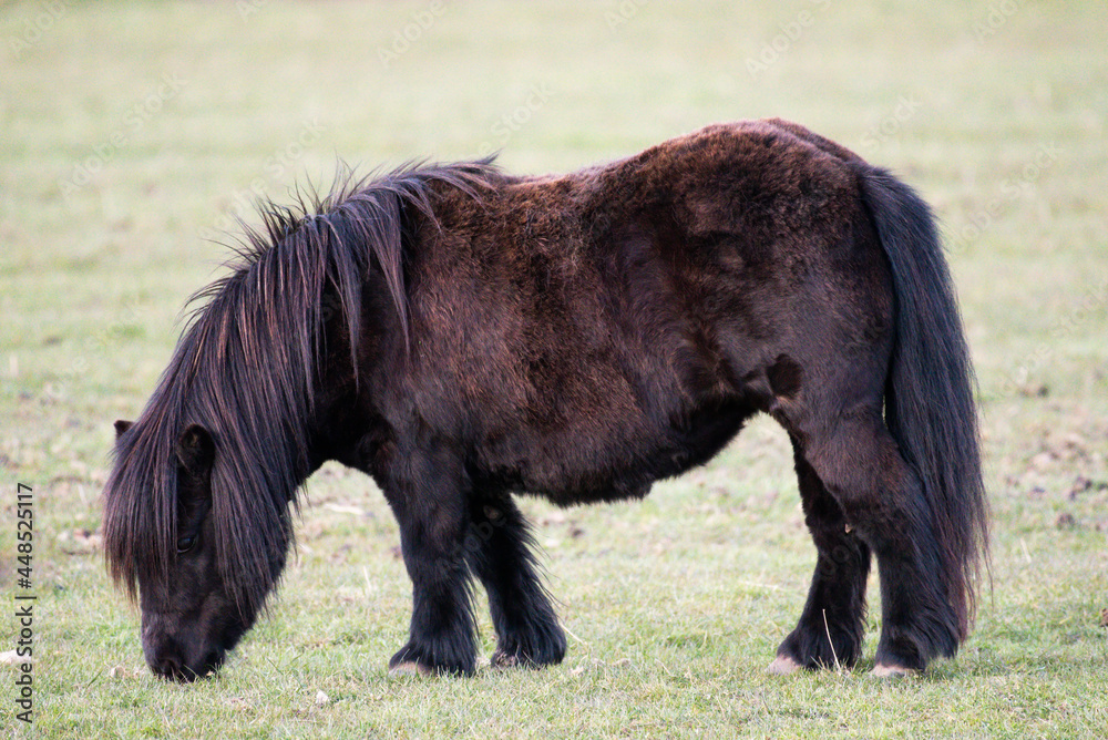 Shetland Pony Shetland Pony