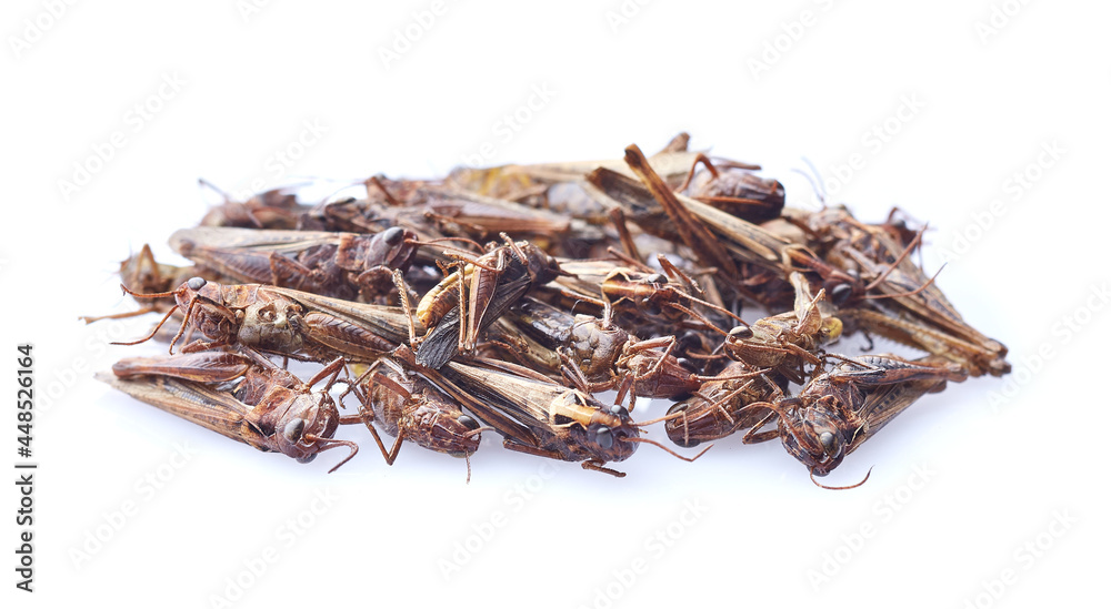 Obraz premium Dry snack migratory locust on white background