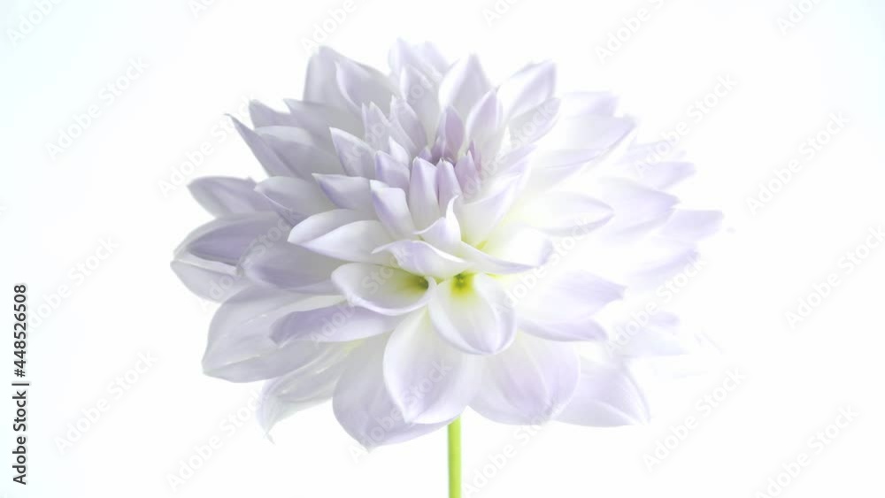 Dahlia Flower Bloom Time lapse Light Purple 02 Dahlia Flower Bloom Time lapse Light Purple 02