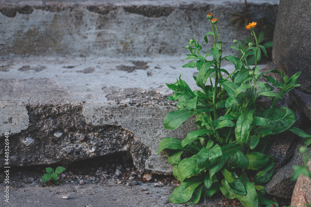 calendula growing through concrete floor in old houses yard. Damaged aged old concrete steps	
