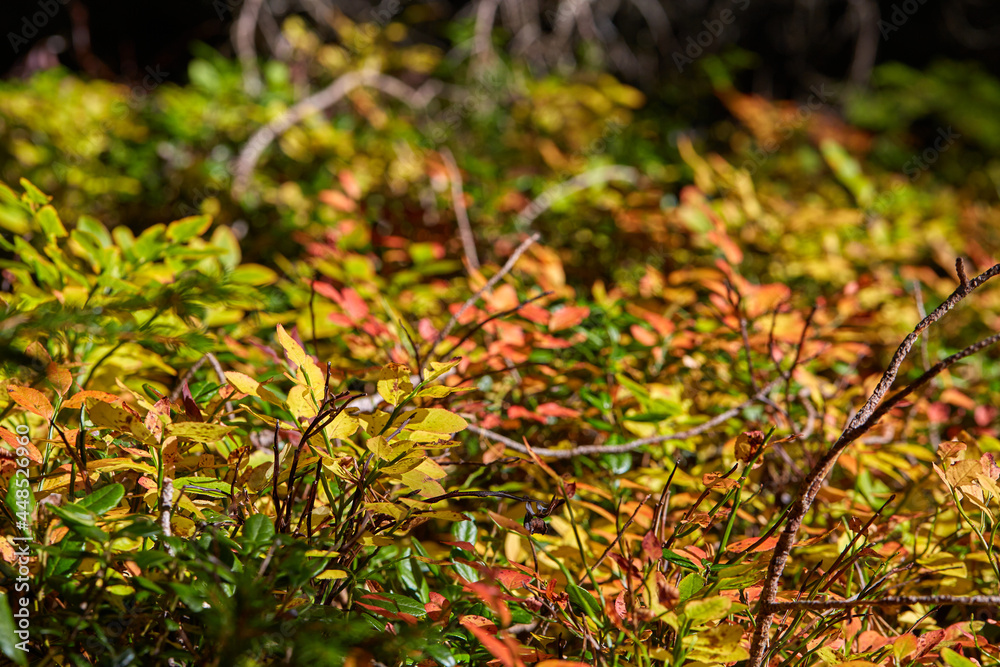 yellow and green leaves in a forest yellow and green leaves in a forest