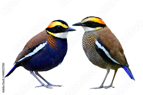 elegant of beautiful pair malayan banded pitta both male and female in breeding season with perfect plumages