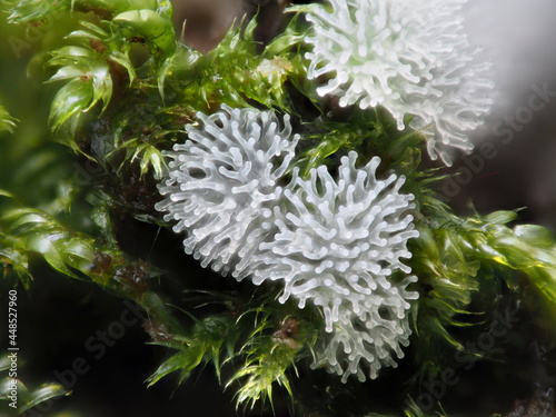 Fruchtkörper von Myxomyceten / Schleimpilzen photo