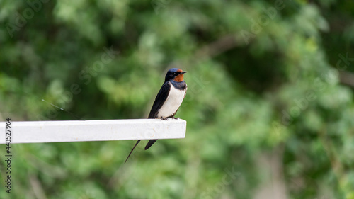 Singing barn swallow is sitting on a stick. Russia.