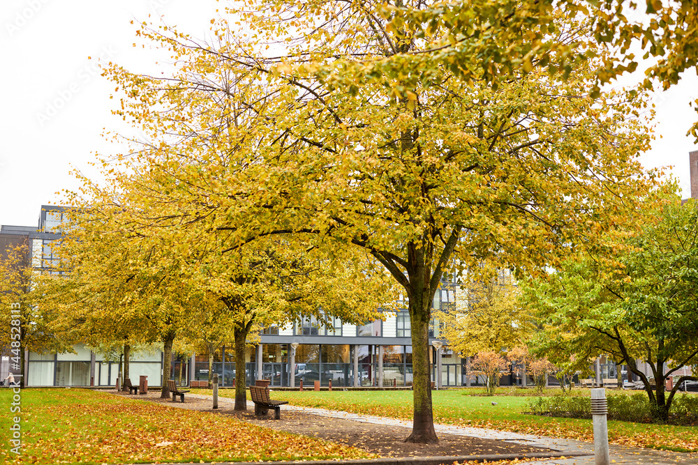 Naklejka premium large tree with yellow leaves in a park