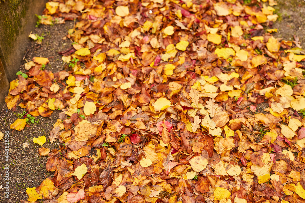 yellow leaves on the ground in a park yellow leaves on the ground in a park