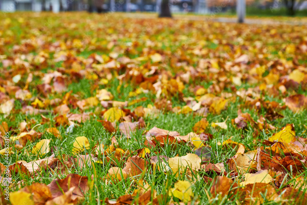 large tree with yellow leaves in a park large tree with yellow leaves in a park