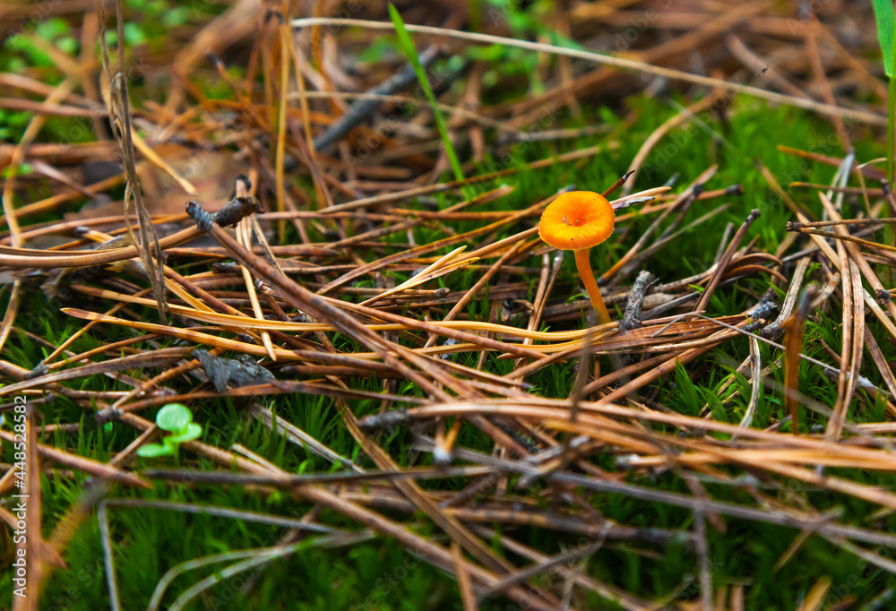 Poisonous mushrooms in the forest on the ground among pine needles, moss and grass. Poisonous mushrooms in the forest on the ground among pine needles, moss and grass.