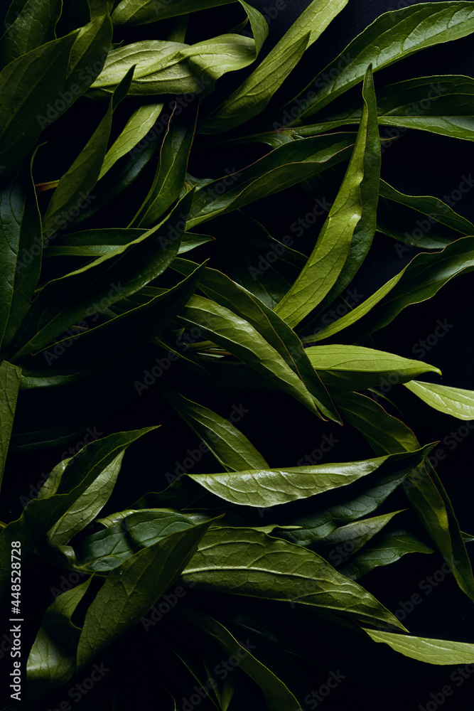 Obraz premium natural banner. green foliage of flowers on a dark background close-up. texture of leaves in macro photo. top view