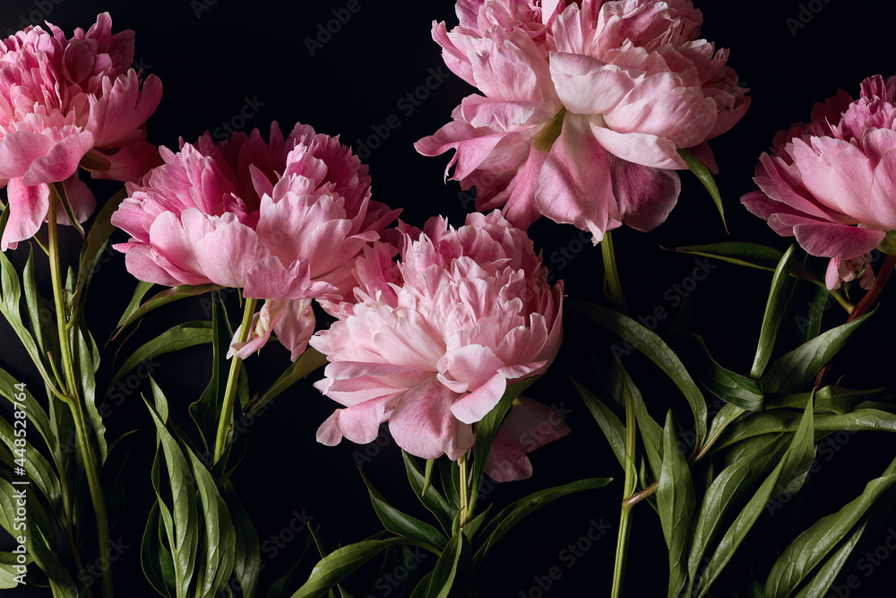 peony flowers in flat lay on dark background. beautiful moody flower arrangement close up. top view