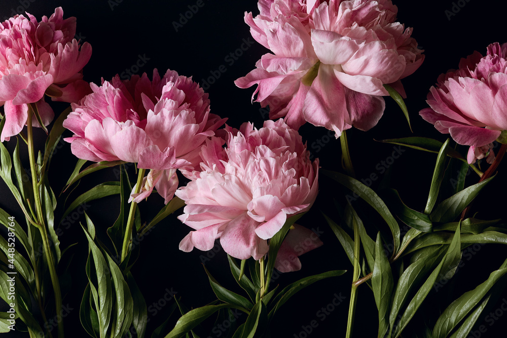 peony flowers in flat lay on dark background. beautiful moody flower arrangement close up. top view peony flowers in flat lay on dark background. beautiful moody flower arrangement close up. top view