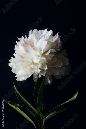 beautiful large white peony flower on a dark background. top view, moody floral, close-up